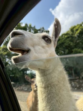 那須サファリパークに投稿された画像（2025/7/15）