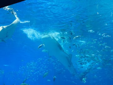 沖縄美ら海水族館に投稿された画像（2025/7/15）
