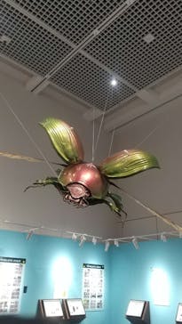 特別展 『昆虫 MANIAC』に投稿された画像（2025/7/15）