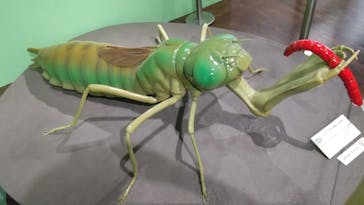 特別展 『昆虫 MANIAC』に投稿された画像（2025/7/15）