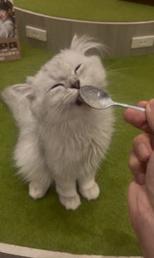 猫カフェモカ　アルシェ大宮店に投稿された画像（2025/7/15）