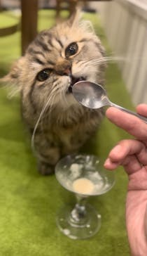 猫カフェモカ　アルシェ大宮店に投稿された画像（2025/7/15）