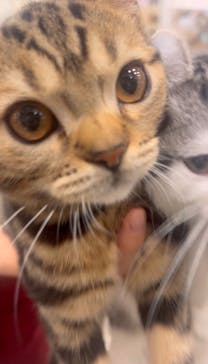 猫カフェモカ　アルシェ大宮店に投稿された画像（2025/7/15）