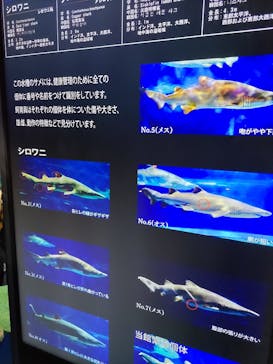 アクアワールド茨城県大洗水族館に投稿された画像（2025/7/15）