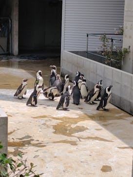 霞ケ浦 どうぶつとみんなのいえに投稿された画像（2025/7/15）