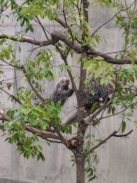 霞ケ浦 どうぶつとみんなのいえに投稿された画像（2025/7/15）