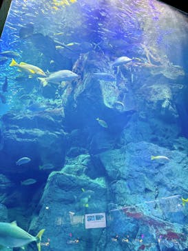 大分マリーンパレス水族館 「うみたまご」に投稿された画像（2025/7/15）