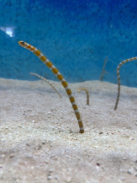 大分マリーンパレス水族館 「うみたまご」に投稿された画像（2025/7/15）