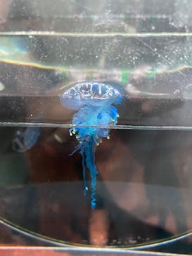 新江ノ島水族館に投稿された画像（2025/7/15）