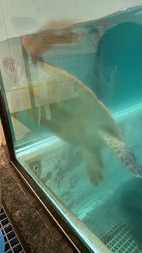 新江ノ島水族館に投稿された画像（2025/7/15）