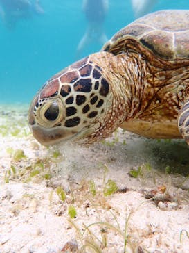 宮古島マリンショップSmileyに投稿された画像（2025/7/16）