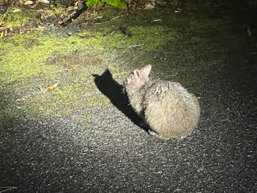 アマニコガイドサービスに投稿された画像（2025/7/16）