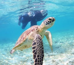 アマミエンシスに投稿された画像（2025/7/16）