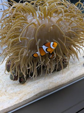 AOAO SAPPOROに投稿された画像（2025/7/16）