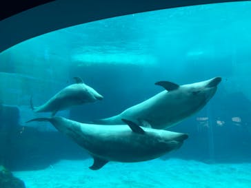 名古屋港水族館に投稿された画像（2025/7/16）