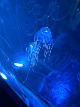 名古屋港水族館に投稿された画像（2025/7/16）