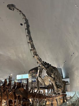 福井県立恐竜博物館に投稿された画像（2025/7/16）