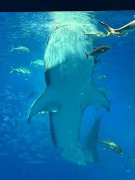 沖縄美ら海水族館に投稿された画像（2025/7/16）