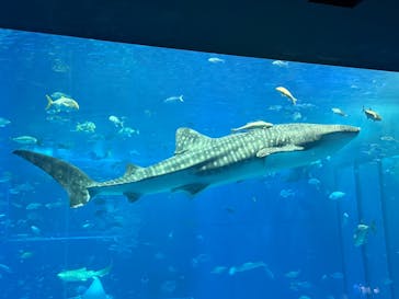 沖縄美ら海水族館に投稿された画像（2025/7/16）