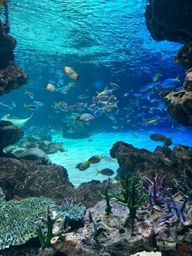 サンシャイン水族館に投稿された画像（2025/7/16）