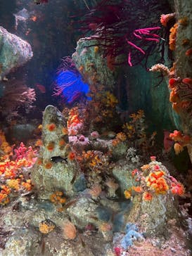 サンシャイン水族館に投稿された画像（2025/7/16）