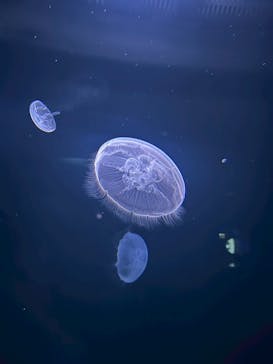 サンシャイン水族館に投稿された画像（2025/7/16）