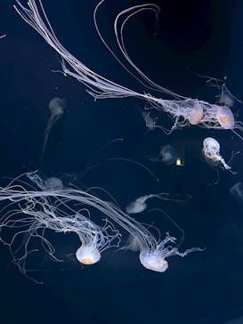 サンシャイン水族館に投稿された画像（2025/7/16）