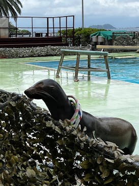 あわしまマリンパークに投稿された画像（2025/7/16）