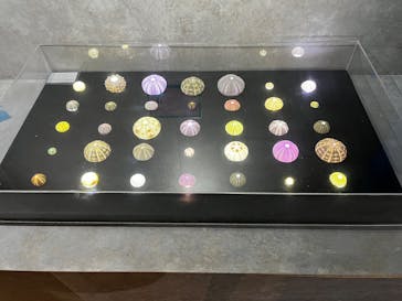 あわしまマリンパークに投稿された画像（2025/7/16）