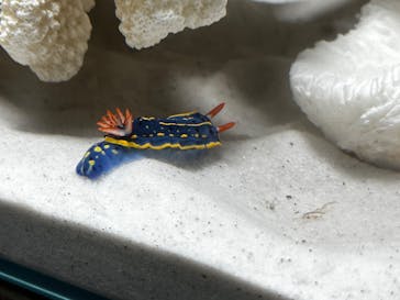 あわしまマリンパークに投稿された画像（2025/7/16）