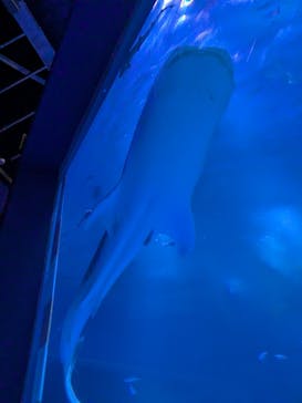 のとじま水族館に投稿された画像（2025/7/16）