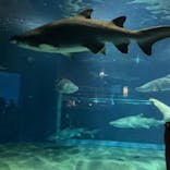 アクアワールド茨城県大洗水族館に投稿された画像（2025/7/16）