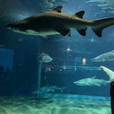 アクアワールド茨城県大洗水族館に投稿された画像（2025/7/16）