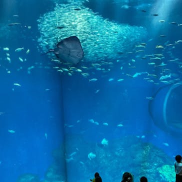 アクアワールド茨城県大洗水族館に投稿された画像（2025/7/16）