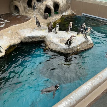 アクアワールド茨城県大洗水族館に投稿された画像（2025/7/16）
