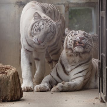 宇都宮動物園に投稿された画像（2025/7/17）