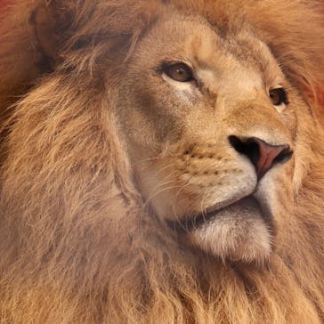 宇都宮動物園に投稿された画像（2025/7/17）