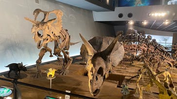 福井県立恐竜博物館に投稿された画像（2025/7/17）