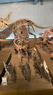 福井県立恐竜博物館に投稿された画像（2025/7/17）