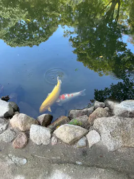 広島県縮景園に投稿された画像（2025/7/17）