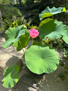 広島県縮景園に投稿された画像（2025/7/17）