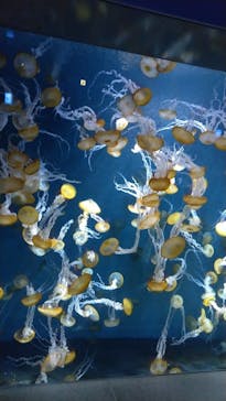 江の島シーキャンドル×新江ノ島水族館に投稿された画像（2025/7/17）