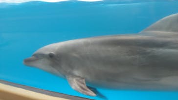 江の島シーキャンドル×新江ノ島水族館に投稿された画像（2025/7/17）