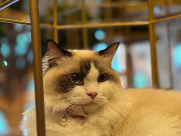 猫カフェモカ　秋葉原店に投稿された画像（2025/7/17）