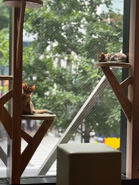 猫カフェモカ　秋葉原店に投稿された画像（2025/7/17）