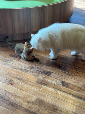 猫カフェモカ　秋葉原店に投稿された画像（2025/7/17）