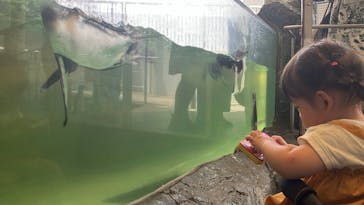 しながわ水族館に投稿された画像（2025/7/17）