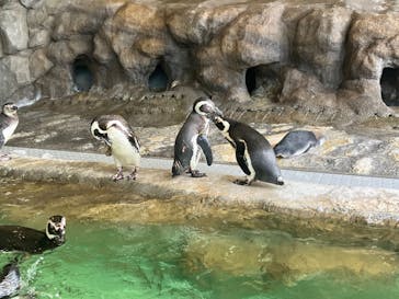 しながわ水族館に投稿された画像（2025/7/17）