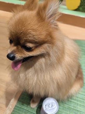 いぬカフェRio 新宿店に投稿された画像（2025/7/17）