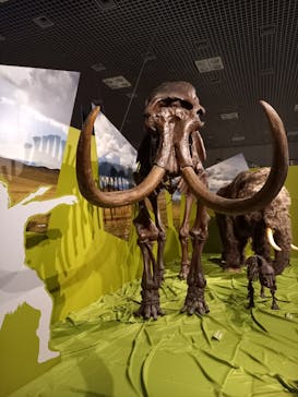 特別展「氷河期展 〜人類が見た4万年前の世界〜」（国立科学博物館）に投稿された画像（2025/7/17）